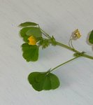 P1030538a.JPG