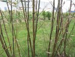 100_3069.JPG