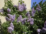 le 10 Avril 2011 (6)-570.jpg