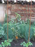 oignons patates et tomates voisinent en bon terme
