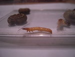 DSCN2932.JPG