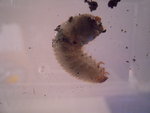 DSCN2934.JPG