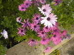 DSCN2038.JPG