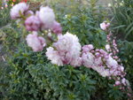 DSCN1911.JPG
