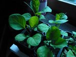 mon premier essai -aubergine de barbentane.jpg