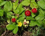 Duchesnea_indica.jpg