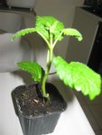 plante3.jpg