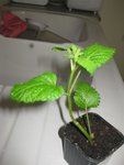 plante1.jpg