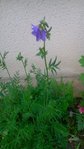 fleur11.jpg