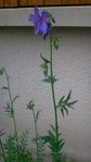 fleur12.jpg