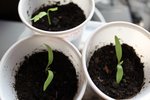 aubergines plantée le 27 mars