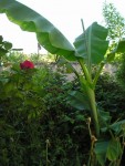 La jungle au fond du jardin