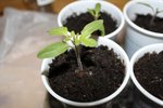 tomate cerise plantée le 27 mars