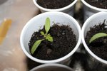 tomate coeur de boeufs plantée le 27 mars