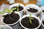 tomates ca pousse