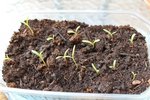 des cosmos ! des nouveaux venus!