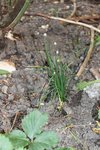 ciboulette au pied des rosiers