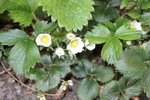 les fraisiers en fleurs . miam j'attends les premieres fraises avec impatience!