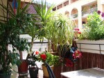 au loin... yuccas, dracaena et même ficus benjamina... et oui, toute l'année dehors !