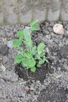 petit pois à rame