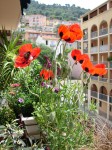 Mes coquelicots coccinelle ! c'est très beau