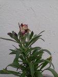 Photo-0039.jpg
