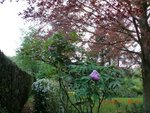 2011-04-17 Bg pivoine X.jpg