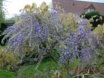 2011-04-17 glycine X.jpg