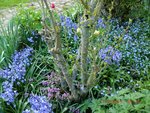 2011-04-17 A' X.jpg