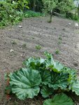 2011-04-17 patates et rhubarbe X.jpg