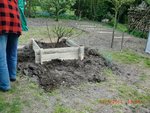 2011-04-17 figuiers x.jpg