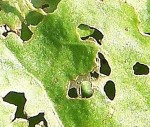 100_0206.jpg
