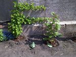 20110417-00033.jpg