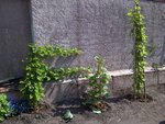 20110417-00035.jpg