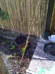 IMG-20110417-00037.jpg