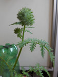 DSCN0143.JPG