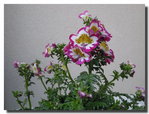 FleurS.jpg