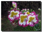 FleurGPs.jpg