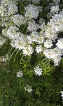 FLEUR.jpg