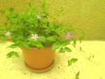 IMG0679A.jpg