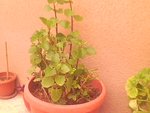 IMG0683A.jpg