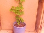 IMG0680A.jpg