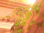 IMG0697A.jpg