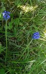 Serait-ce un muscari sauvage ?