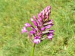 Pas encore en fleur cette année: nom inconnu.