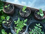 aubergines et tomates.jpg