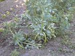 DSCN2100.JPG
