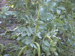 DSCN2101.JPG