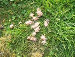 une nichée de mésange charbonnière