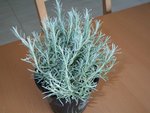 100_3074.JPG